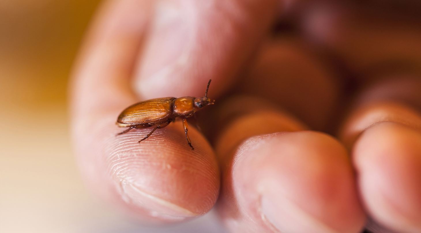 Insekter - Formidling og undervisning
